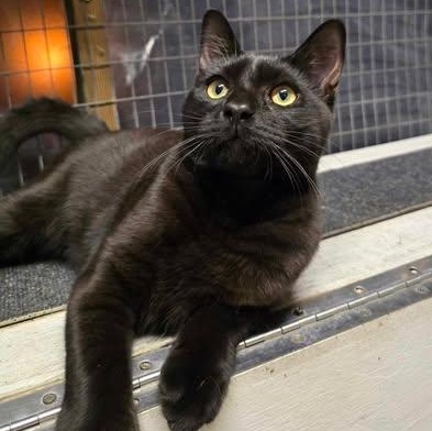 Stellar, Baby Male Domestic Short Hair