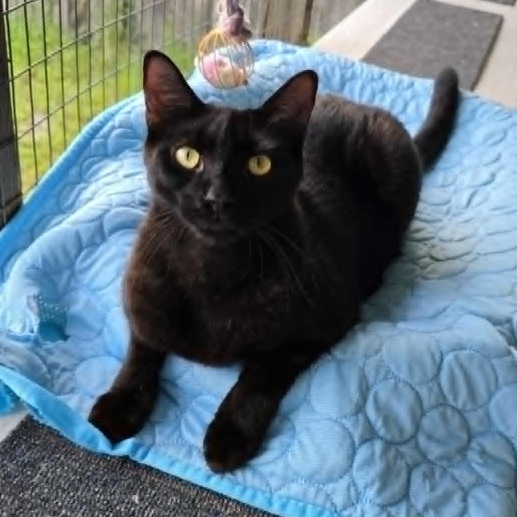 Stellar, a Adoptable Domestic Short Hair in Conway, SC image 2/5