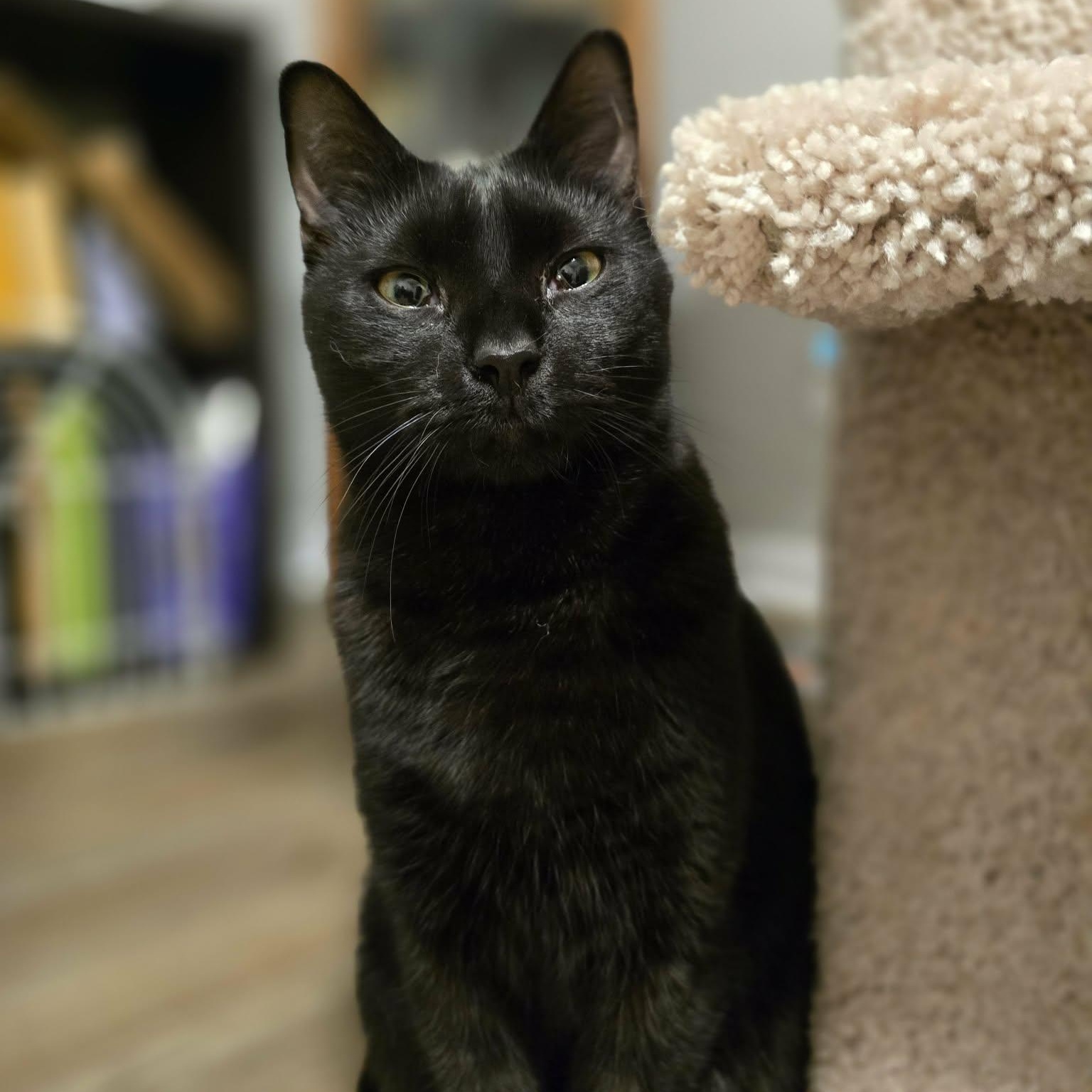 Stellar, Adoptable, Young Male Domestic Short Hair.