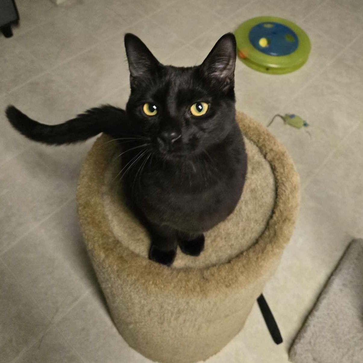 Stellar, a Adoptable Domestic Short Hair in Conway, SC image 3/5