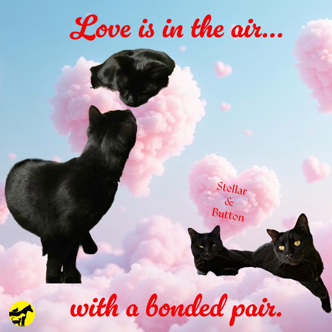 Enlarge Stellar, a Adoptable Domestic Short Hair in Conway, SC image 4/6