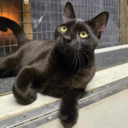 Stellar, a Adoptable Domestic Short Hair in Conway, SC image 4/5