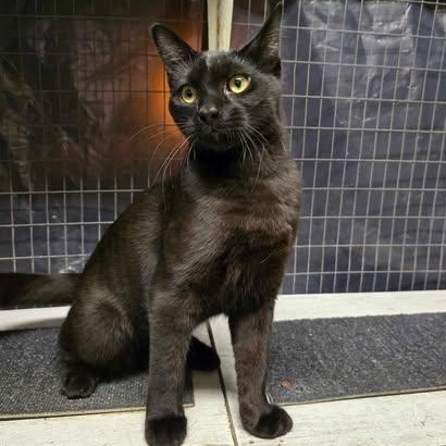 Stellar, a Adoptable Domestic Short Hair in Conway, SC image 5/5