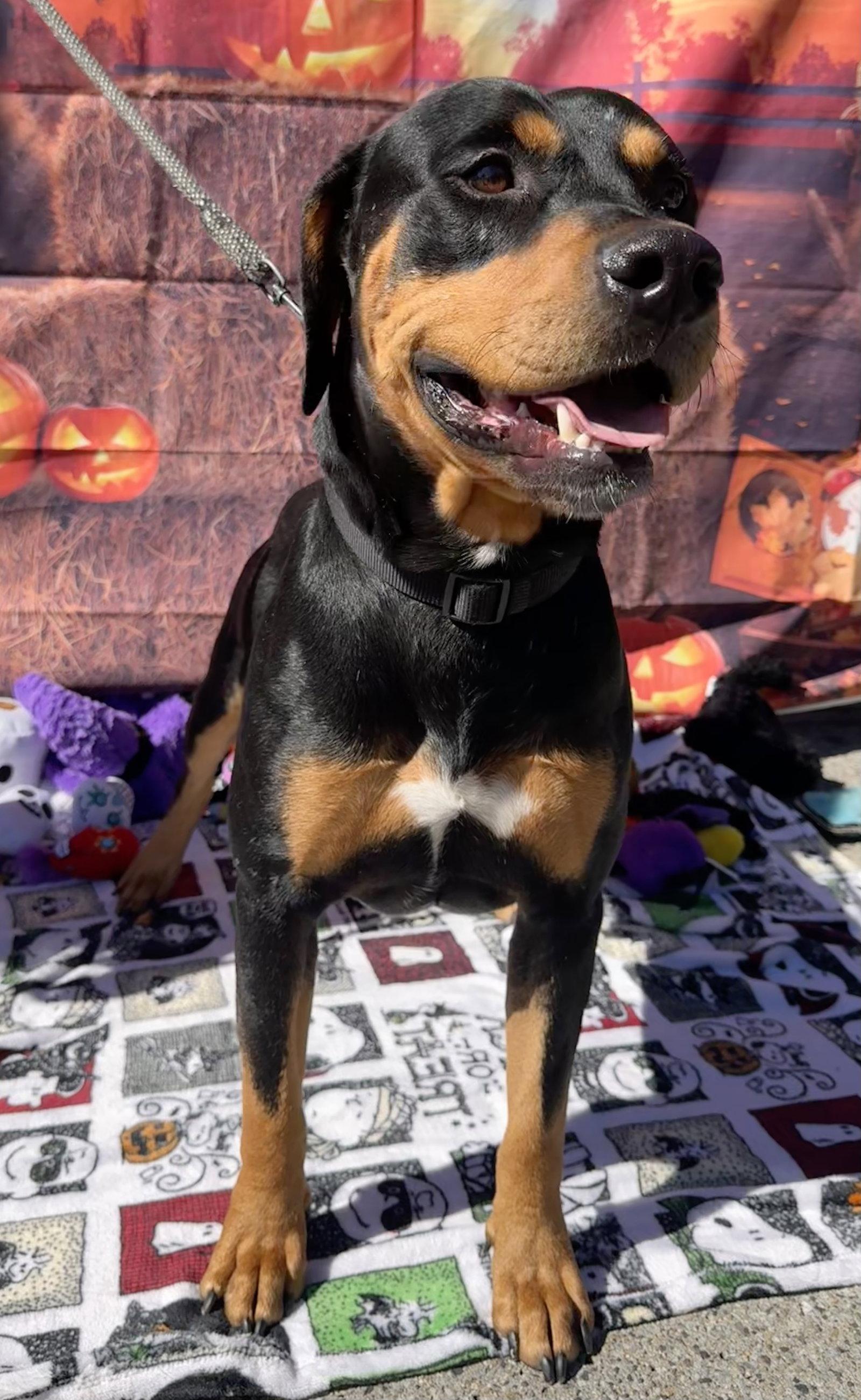 Enlarge Chongers, a Adoptable mixed breed in Capistrano Beach, CA image 2/3