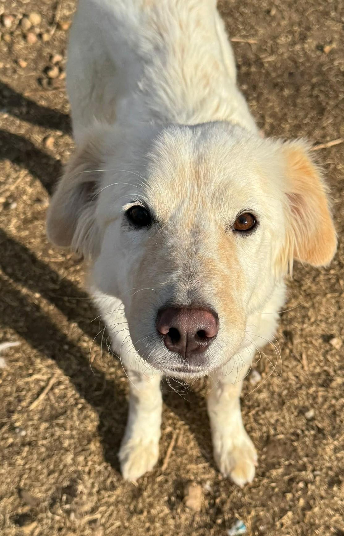 Enlarge Calloway , a ADOPTABLE mixed breed in Kiowa, OK image 5/6