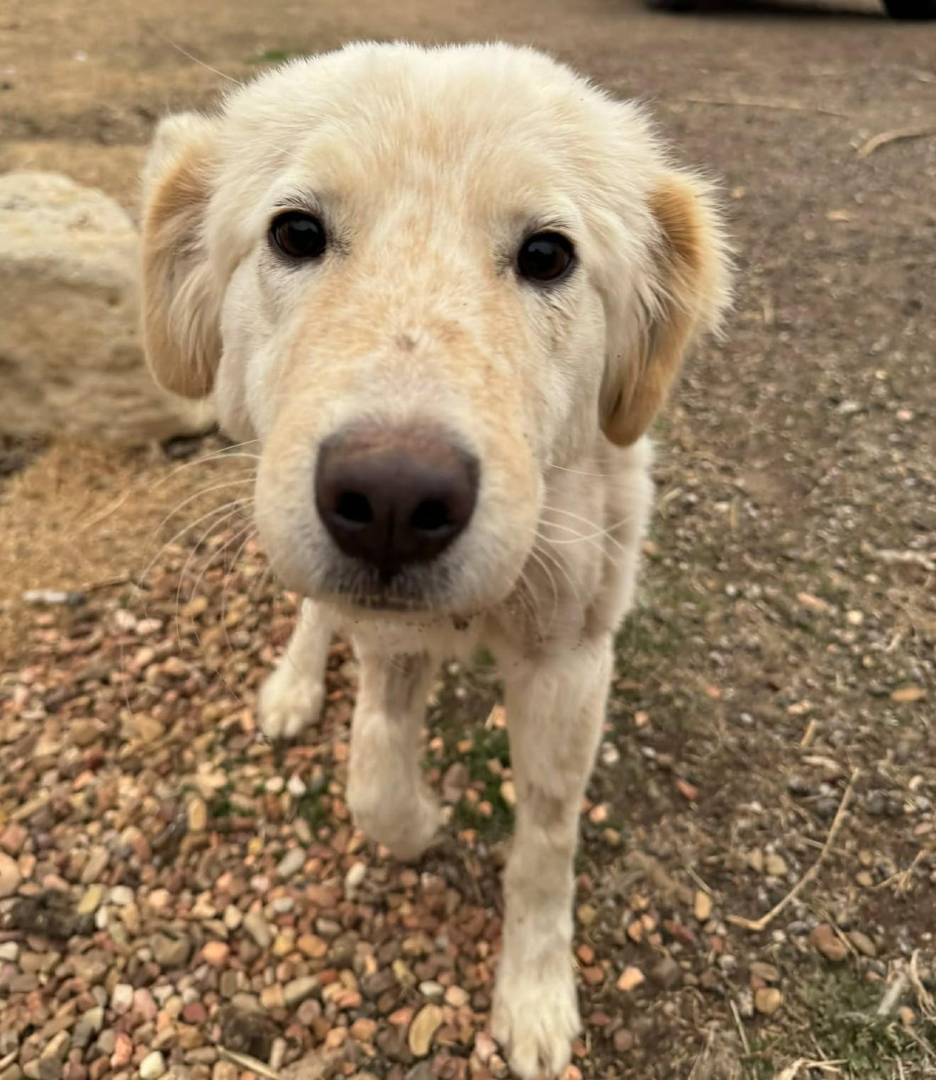 Enlarge Calloway , a ADOPTABLE mixed breed in Kiowa, OK image 3/6
