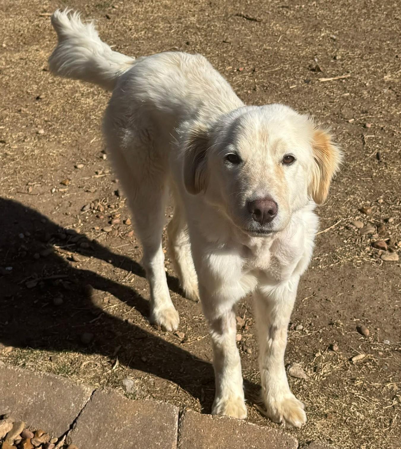 Enlarge Calloway , a ADOPTABLE mixed breed in Kiowa, OK image 4/6
