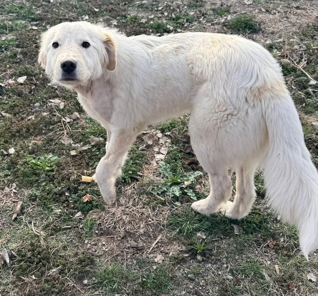 Enlarge Calloway , a ADOPTABLE mixed breed in Kiowa, OK image 6/6