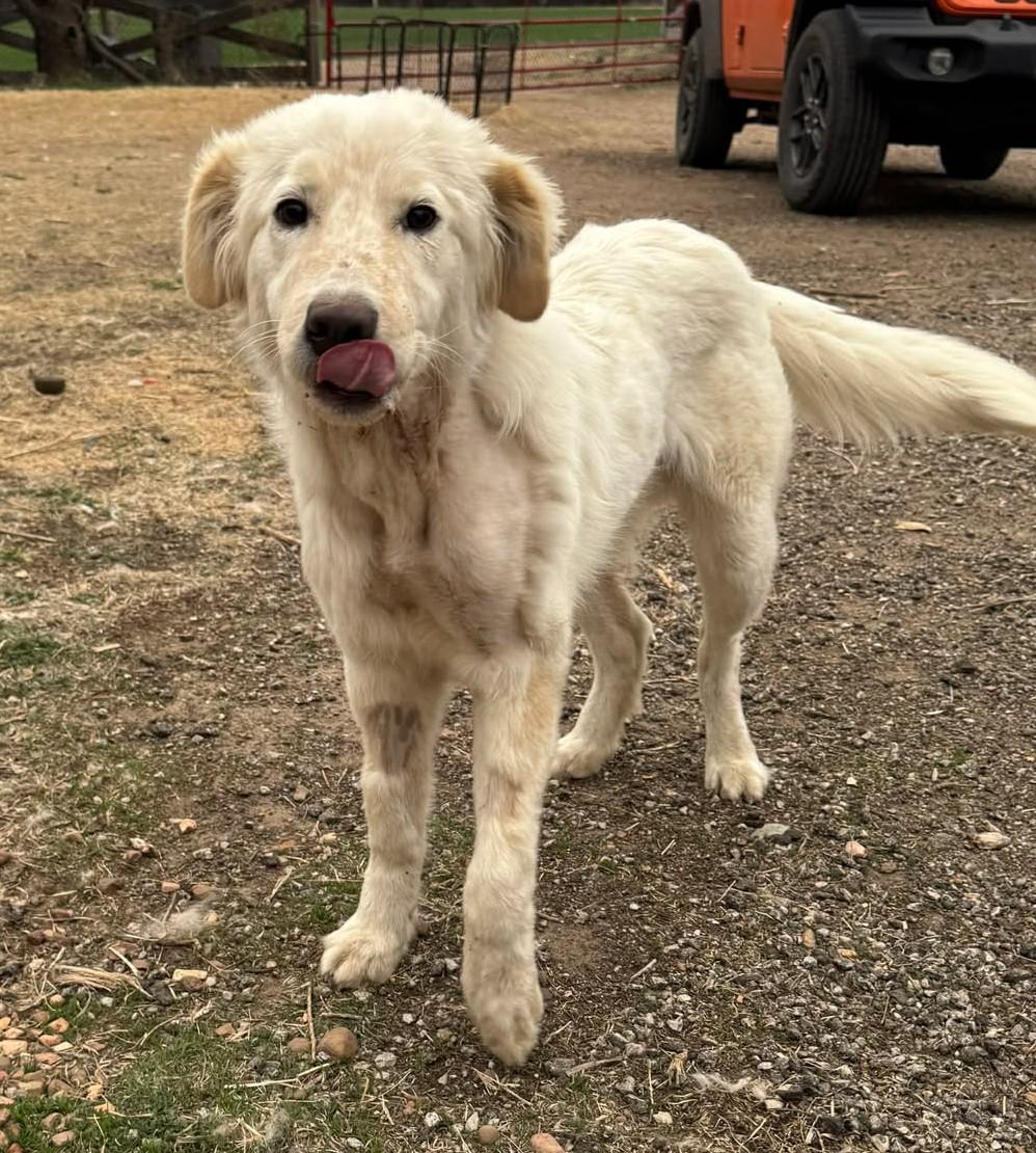 Enlarge Calloway , a ADOPTABLE mixed breed in Kiowa, OK image 2/6