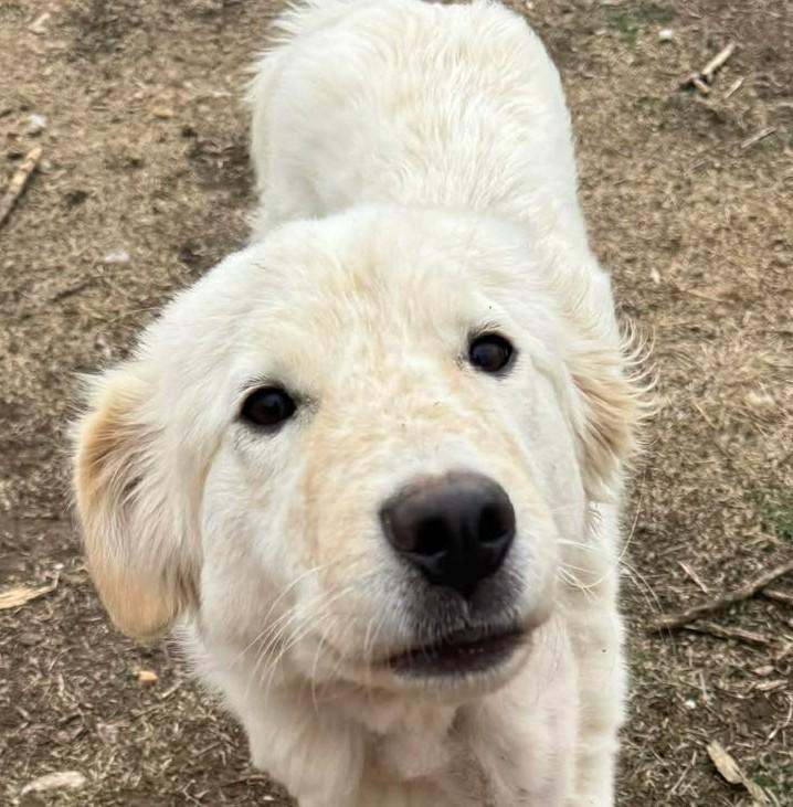 Enlarge Calloway , a ADOPTABLE mixed breed in Kiowa, OK image 1/6