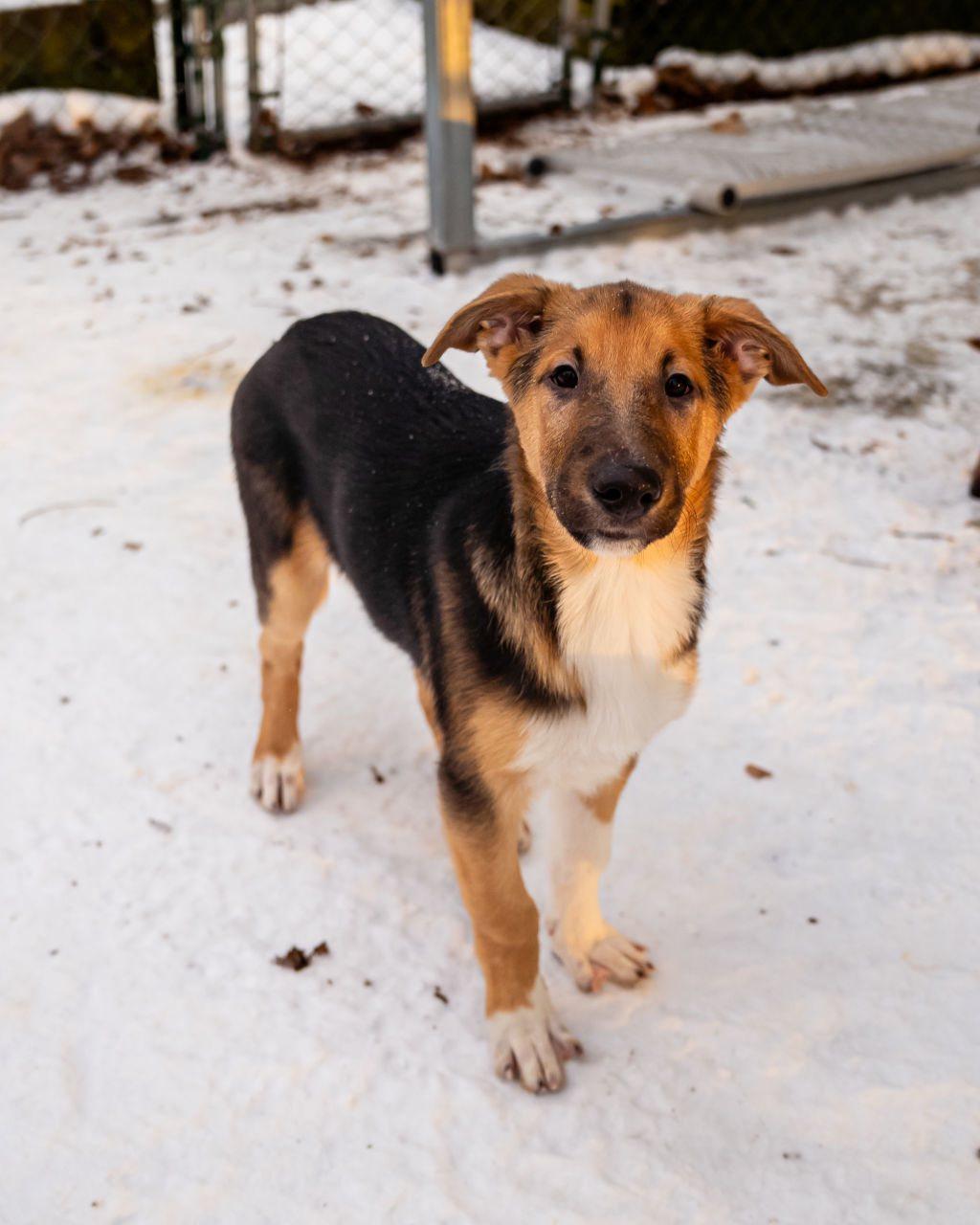 Enlarge Loki, an adopted mixed breed in Dellslow, WV image 2/4