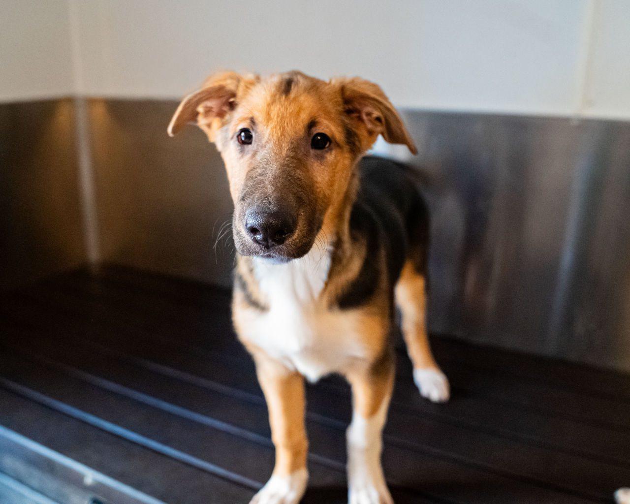 Enlarge Loki, an adopted mixed breed in Dellslow, WV image 4/4