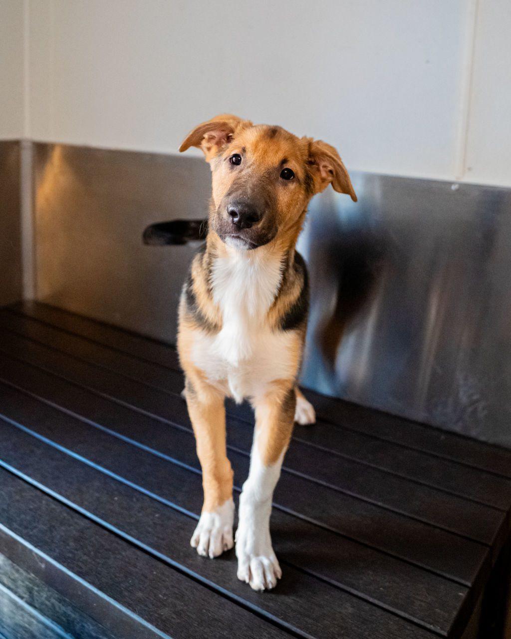 Enlarge Loki, an adopted mixed breed in Dellslow, WV image 1/4