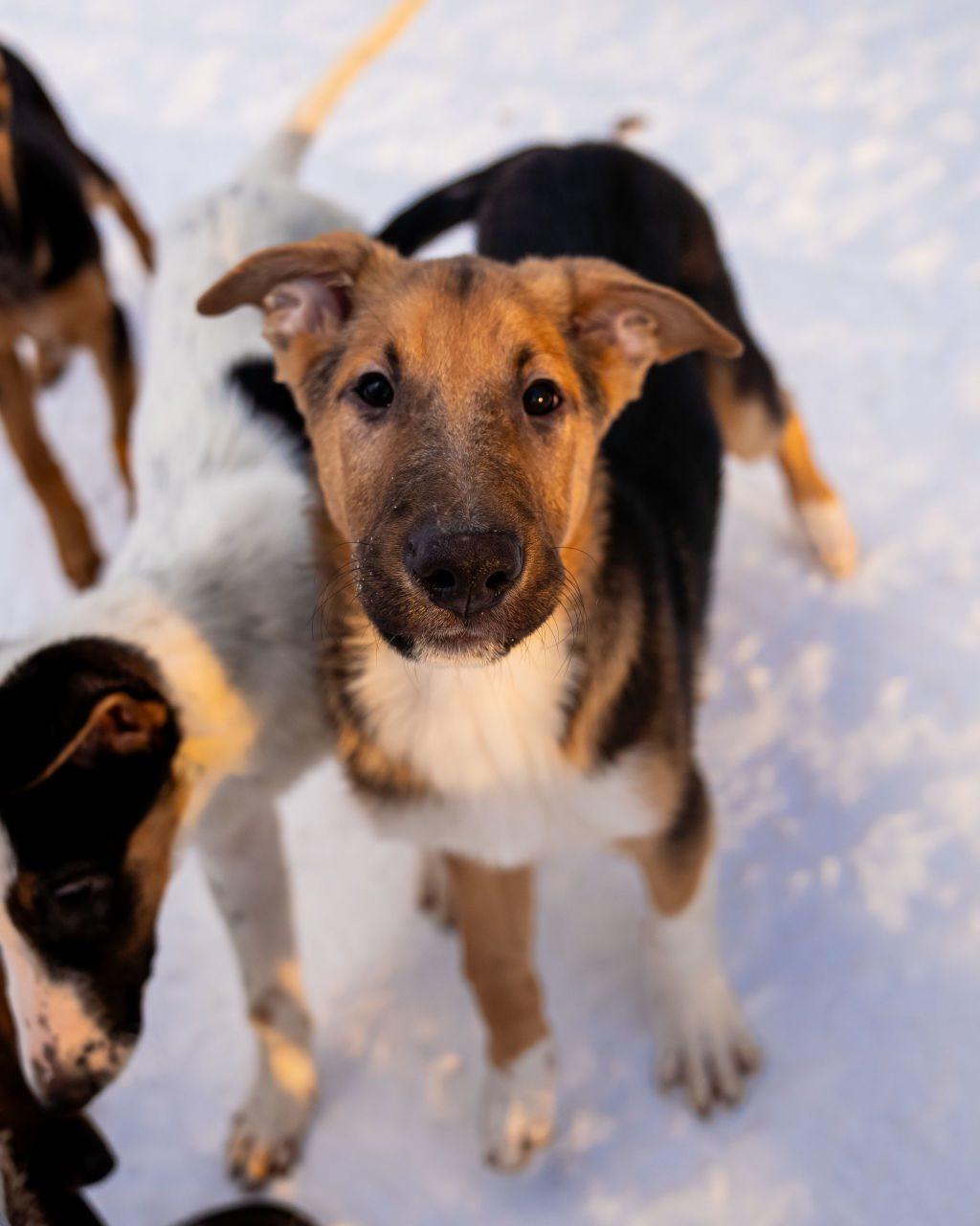 Enlarge Loki, an adopted mixed breed in Dellslow, WV image 3/4