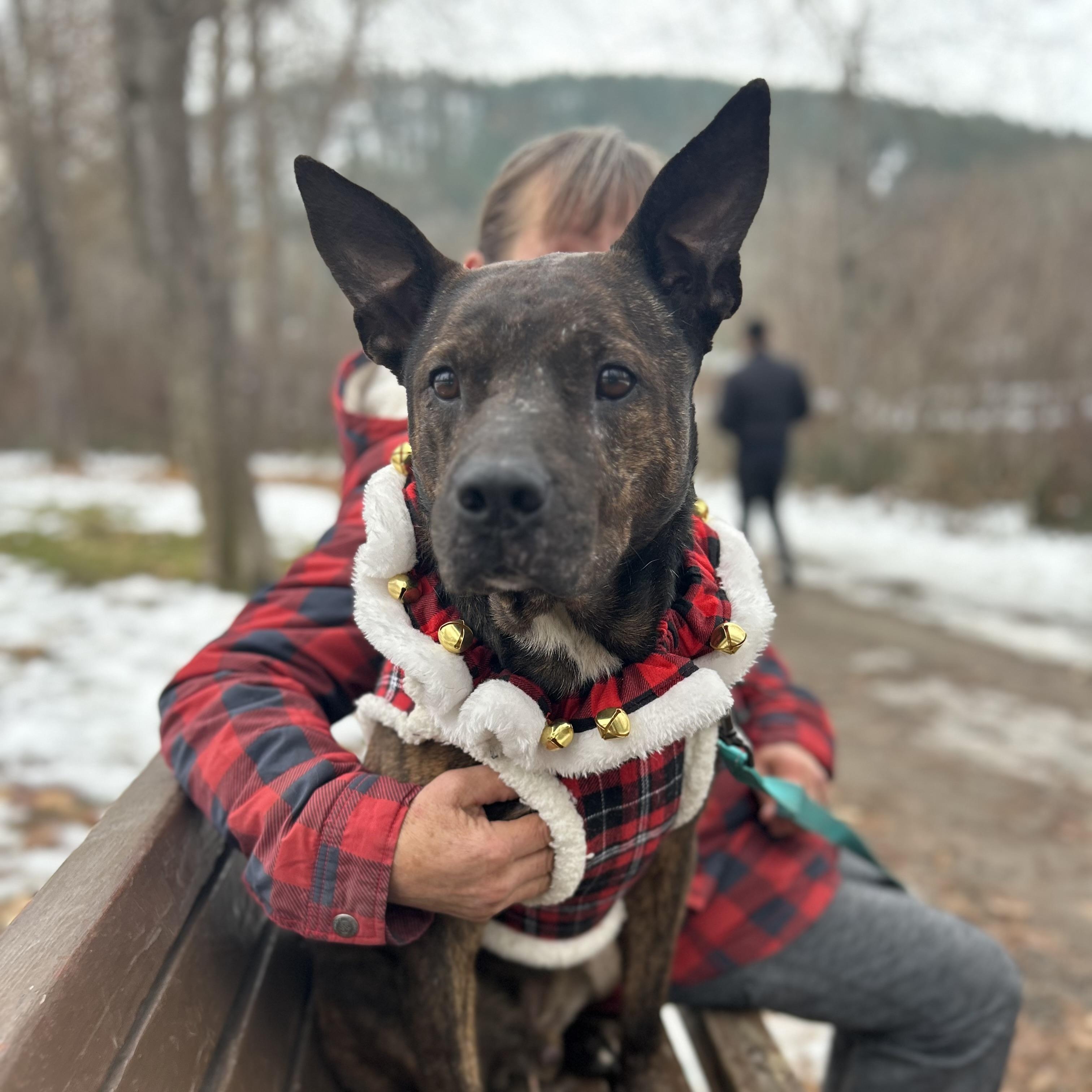 Pax, a Adoptable mixed breed in Lacey, WA image 4/6