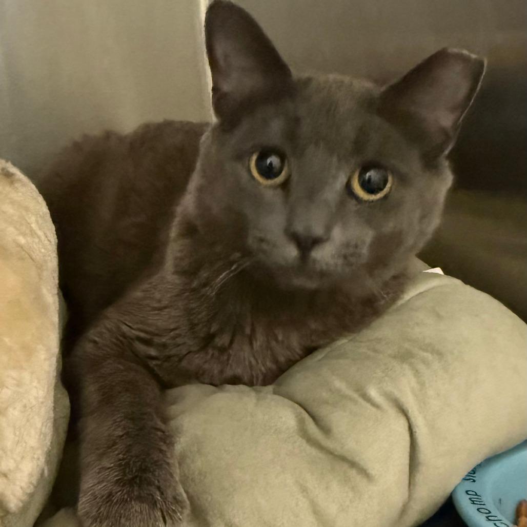 Enlarge Cookie Dough, a Adoptable Domestic Short Hair in Concord, NH image 1/1