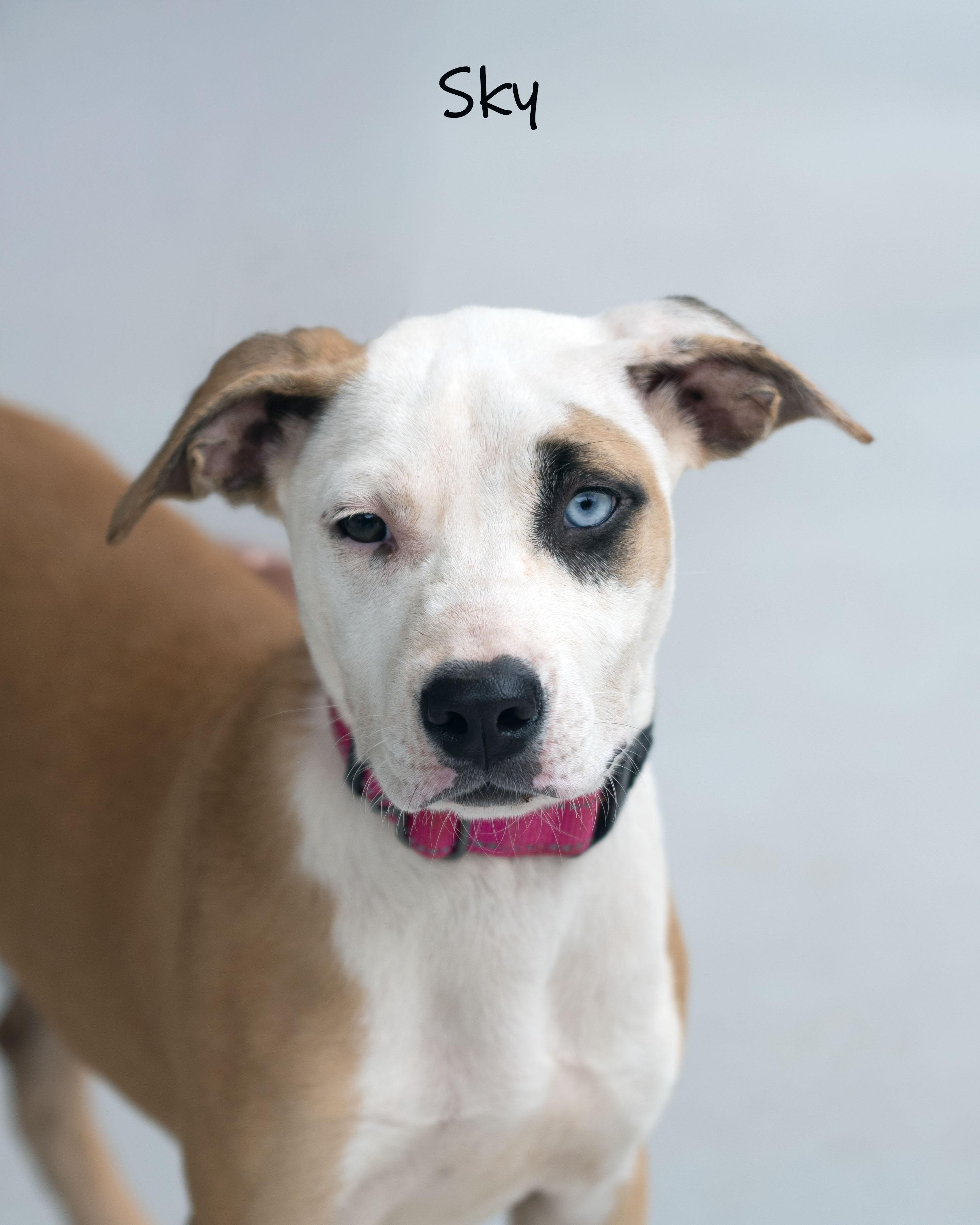 Enlarge Sky, a Adoptable mixed breed in Bishop, GA image 3/6