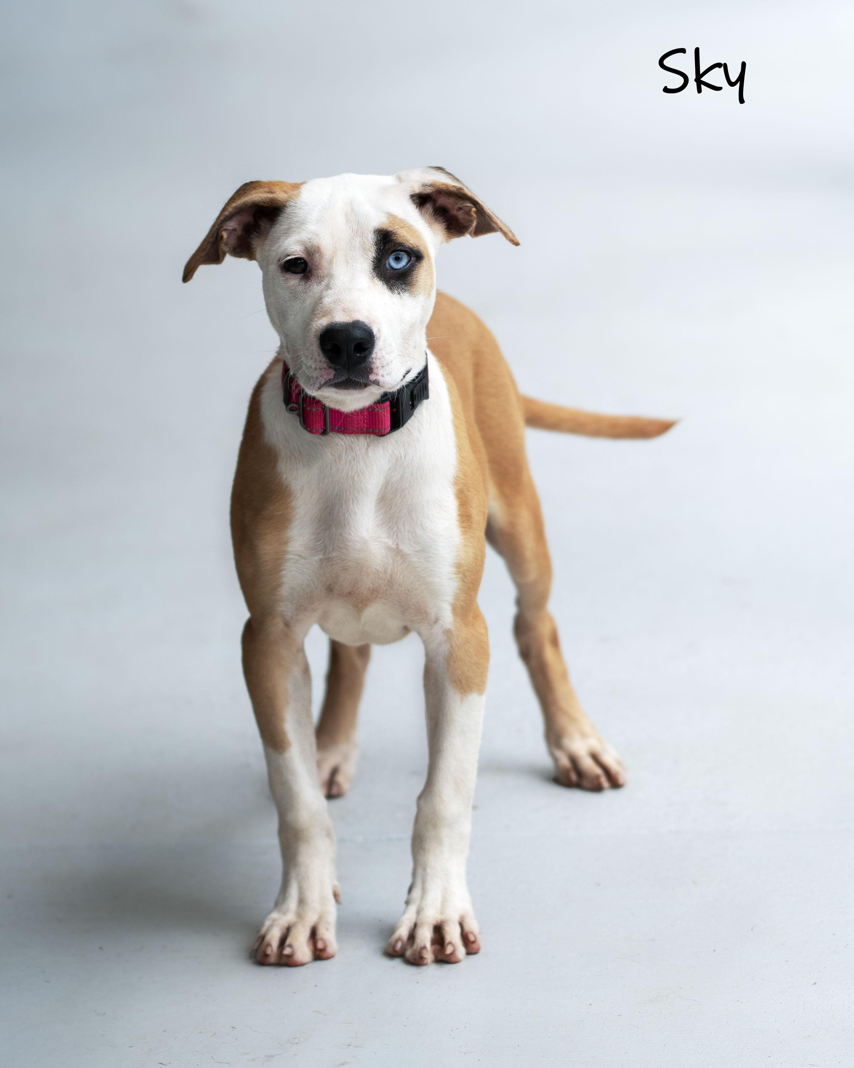 Enlarge Sky, a Adoptable mixed breed in Bishop, GA image 2/6