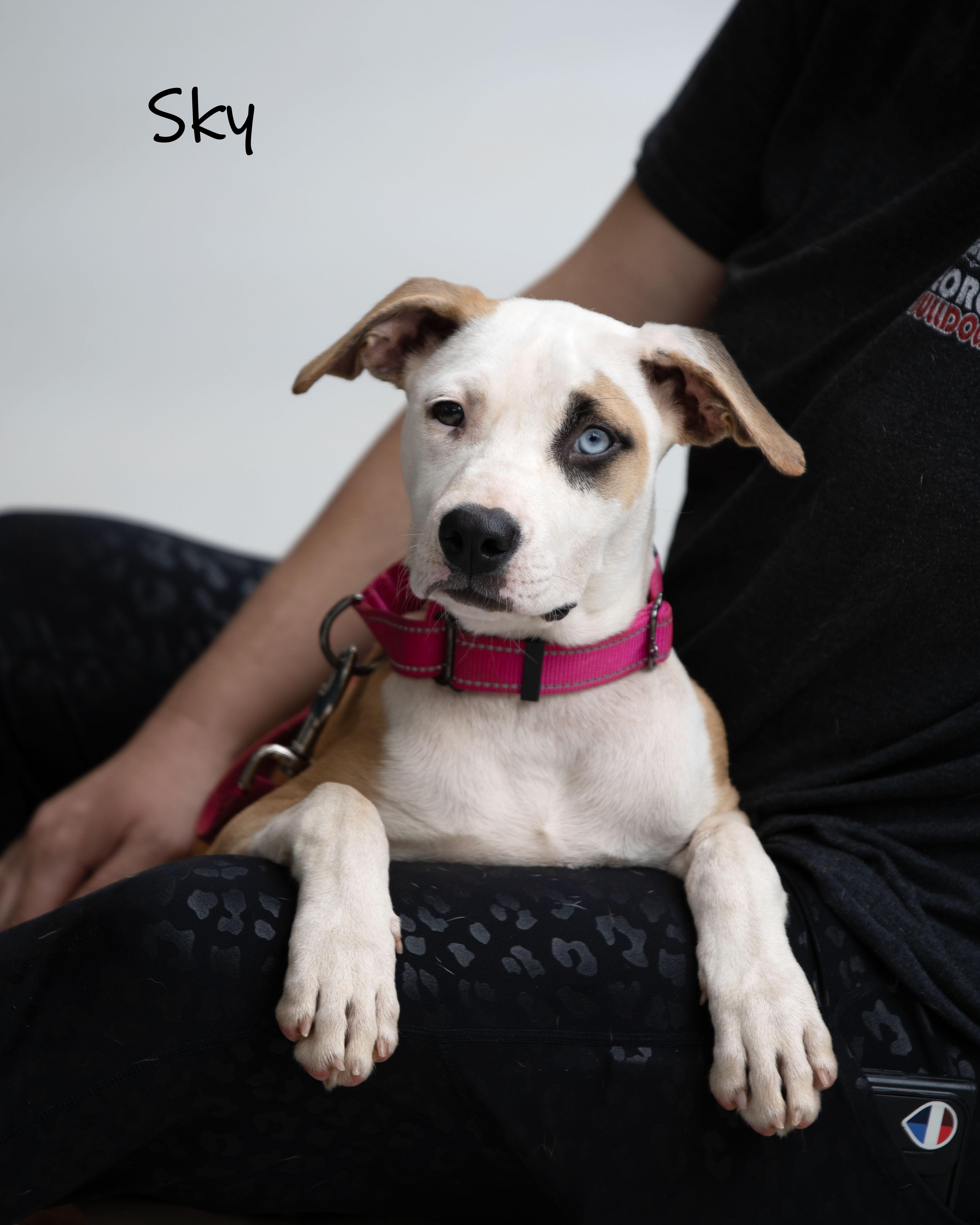 Enlarge Sky, a Adoptable mixed breed in Bishop, GA image 1/6