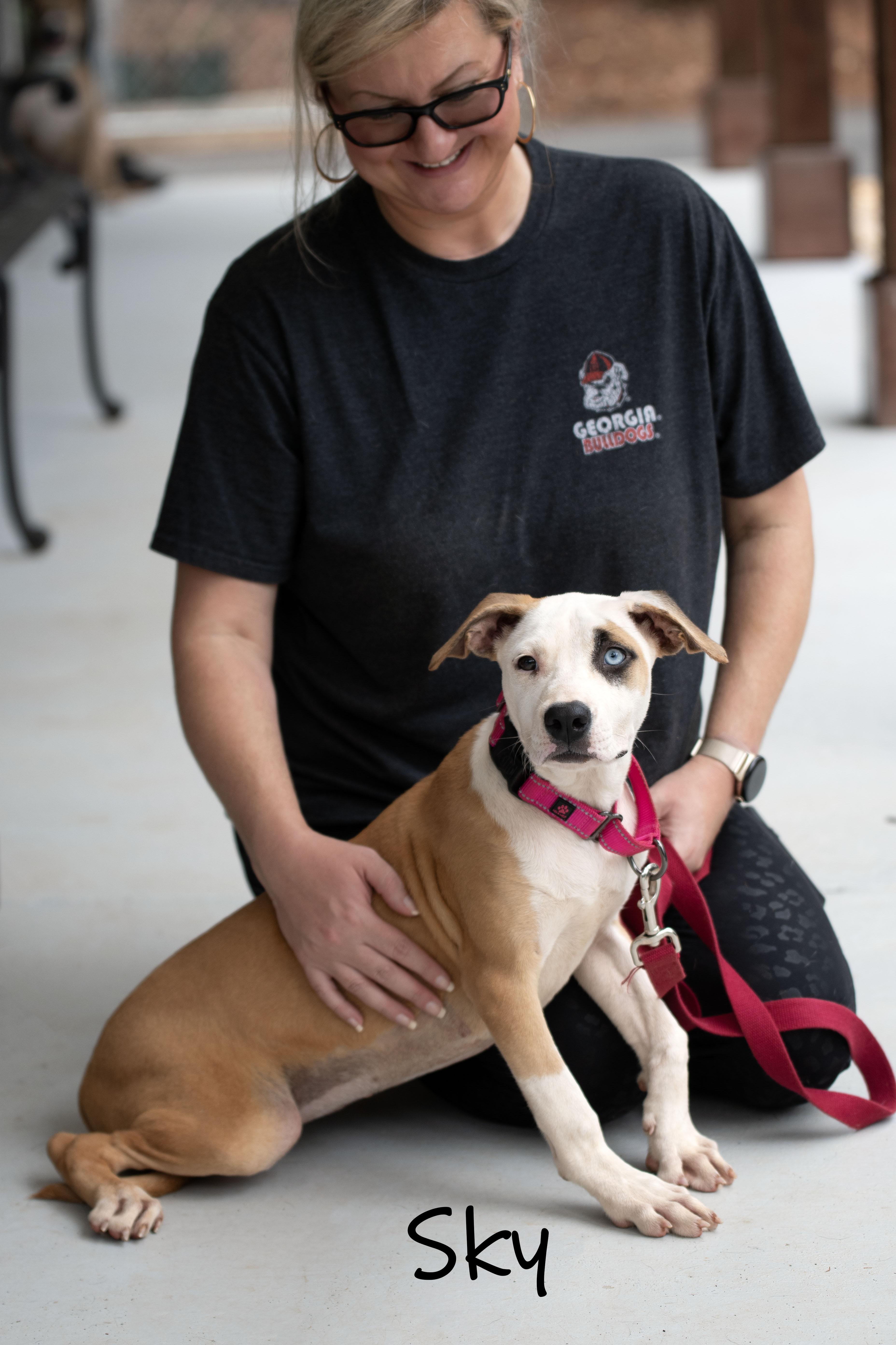 Enlarge Sky, a Adoptable mixed breed in Bishop, GA image 4/6