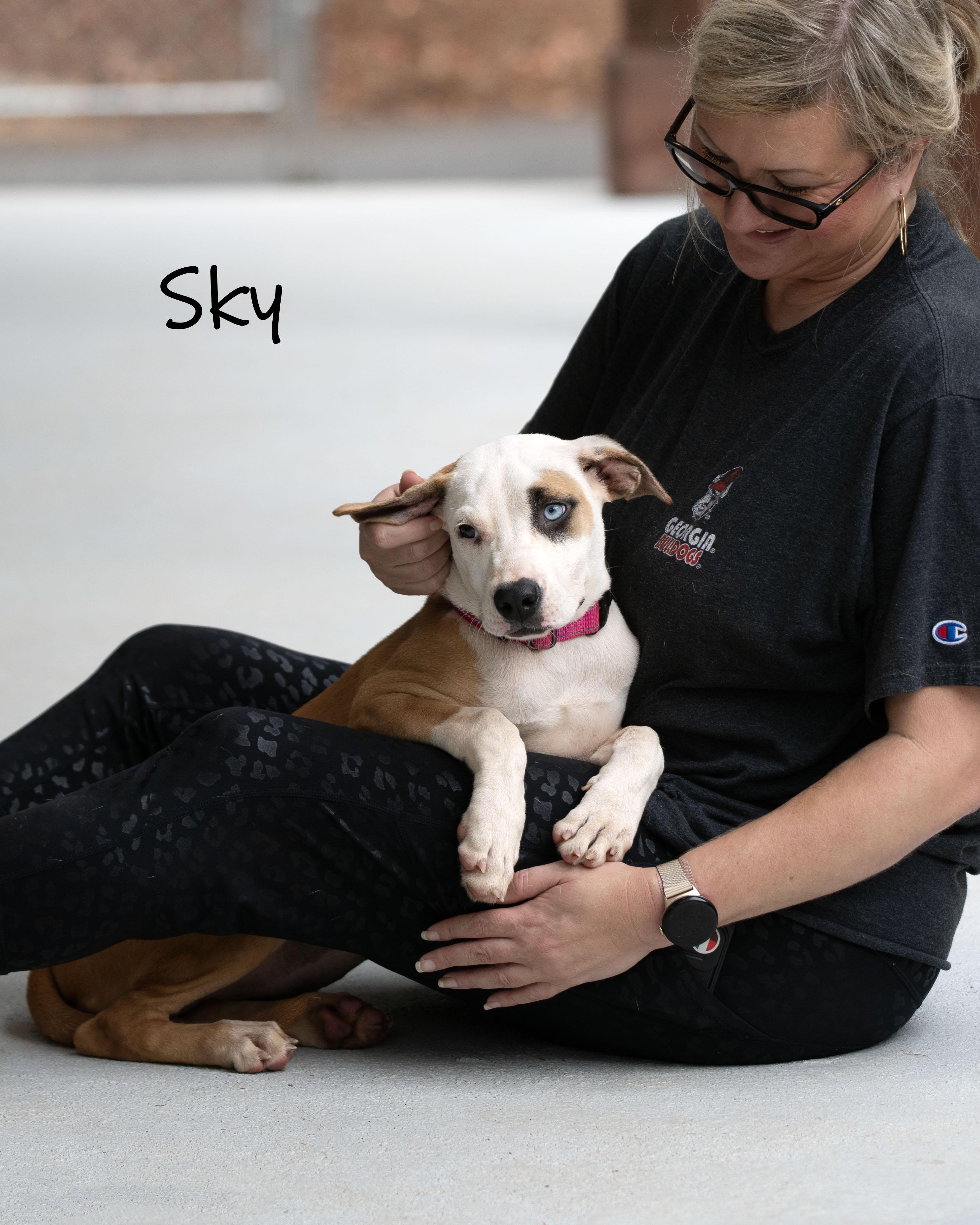 Enlarge Sky, a Adoptable mixed breed in Bishop, GA image 6/6
