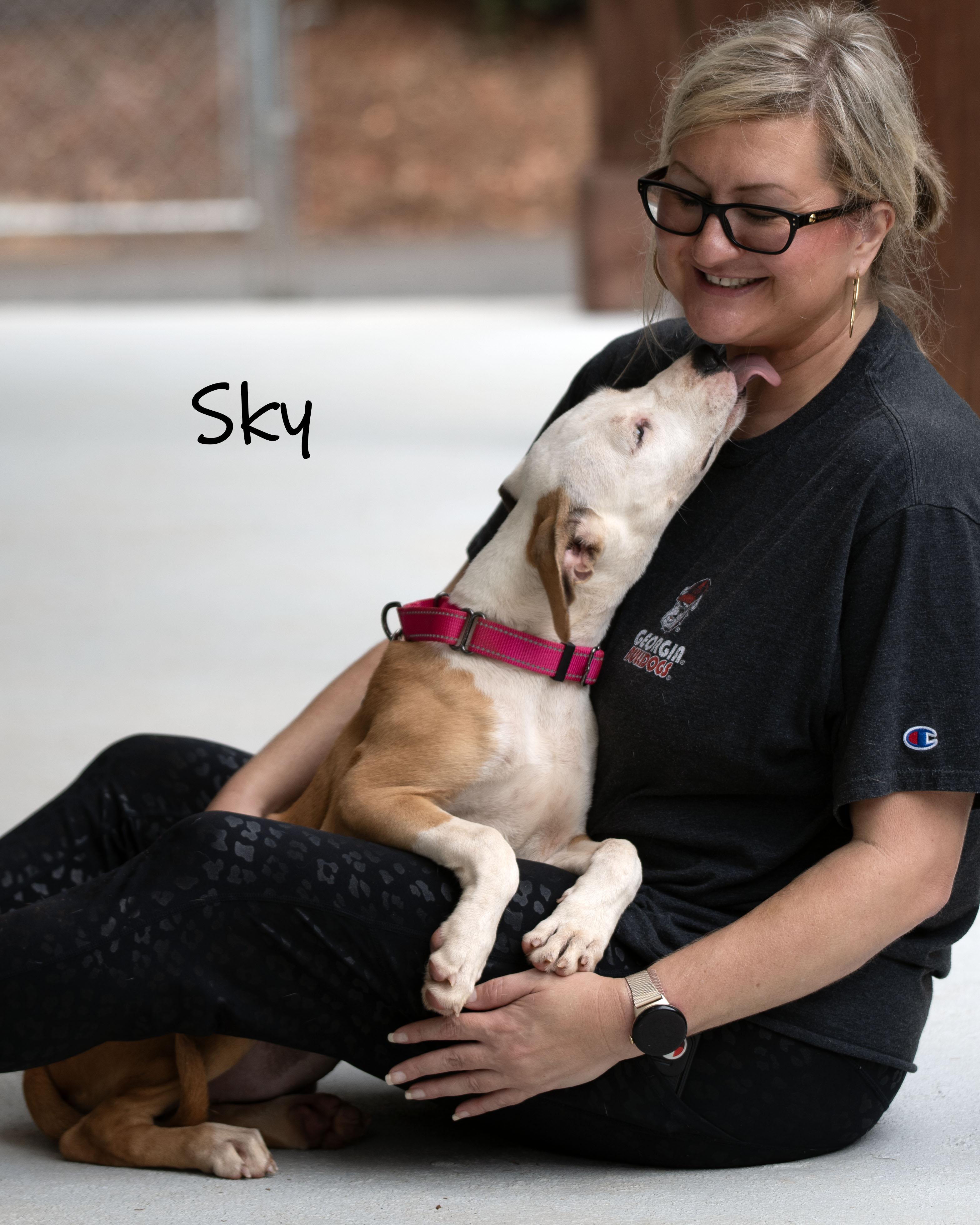 Enlarge Sky, a Adoptable mixed breed in Bishop, GA image 5/6