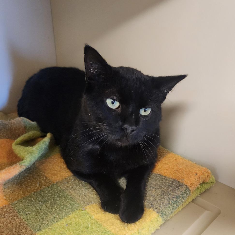 Roscoe, a Adoptable Domestic Short Hair in Cody, WY image 1/3