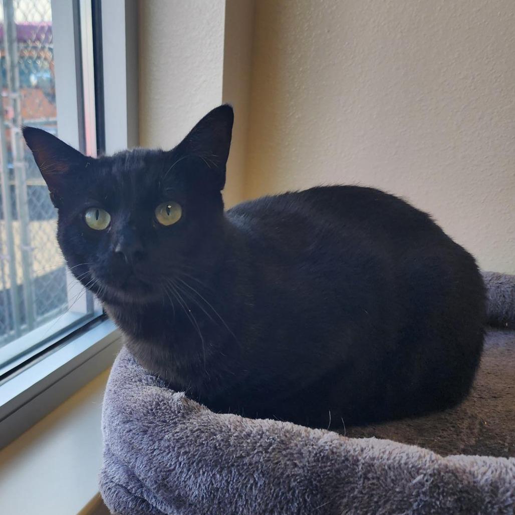 Roscoe, a Adoptable Domestic Short Hair in Cody, WY image 3/3