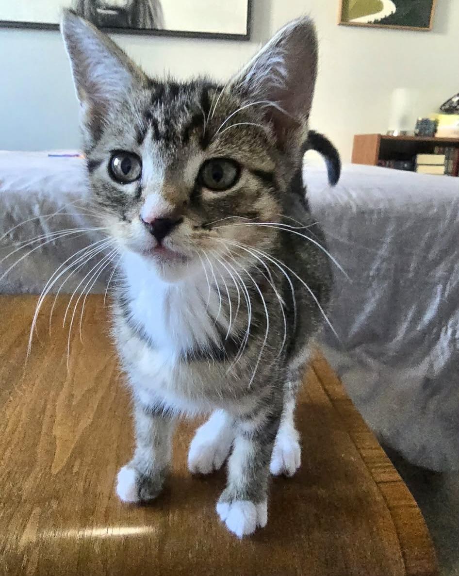 Suki, a ADOPTABLE Domestic Short Hair in Bonney Lake, WA image 2/4