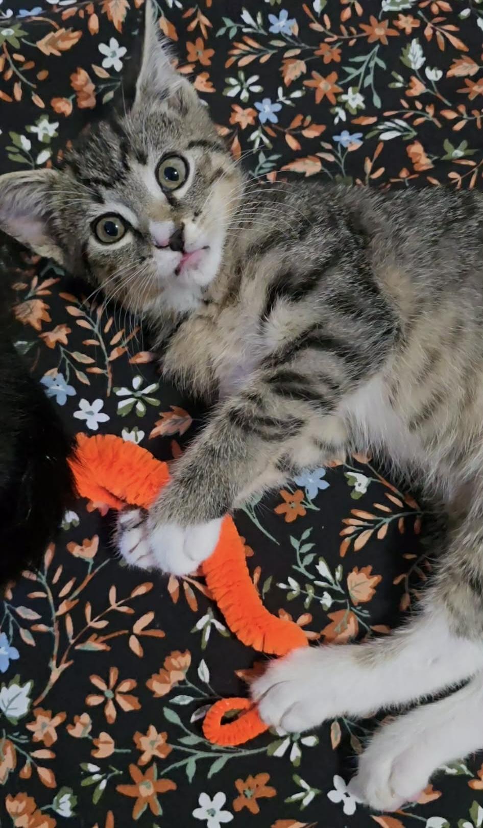 Suki, a ADOPTABLE Domestic Short Hair in Bonney Lake, WA image 3/4
