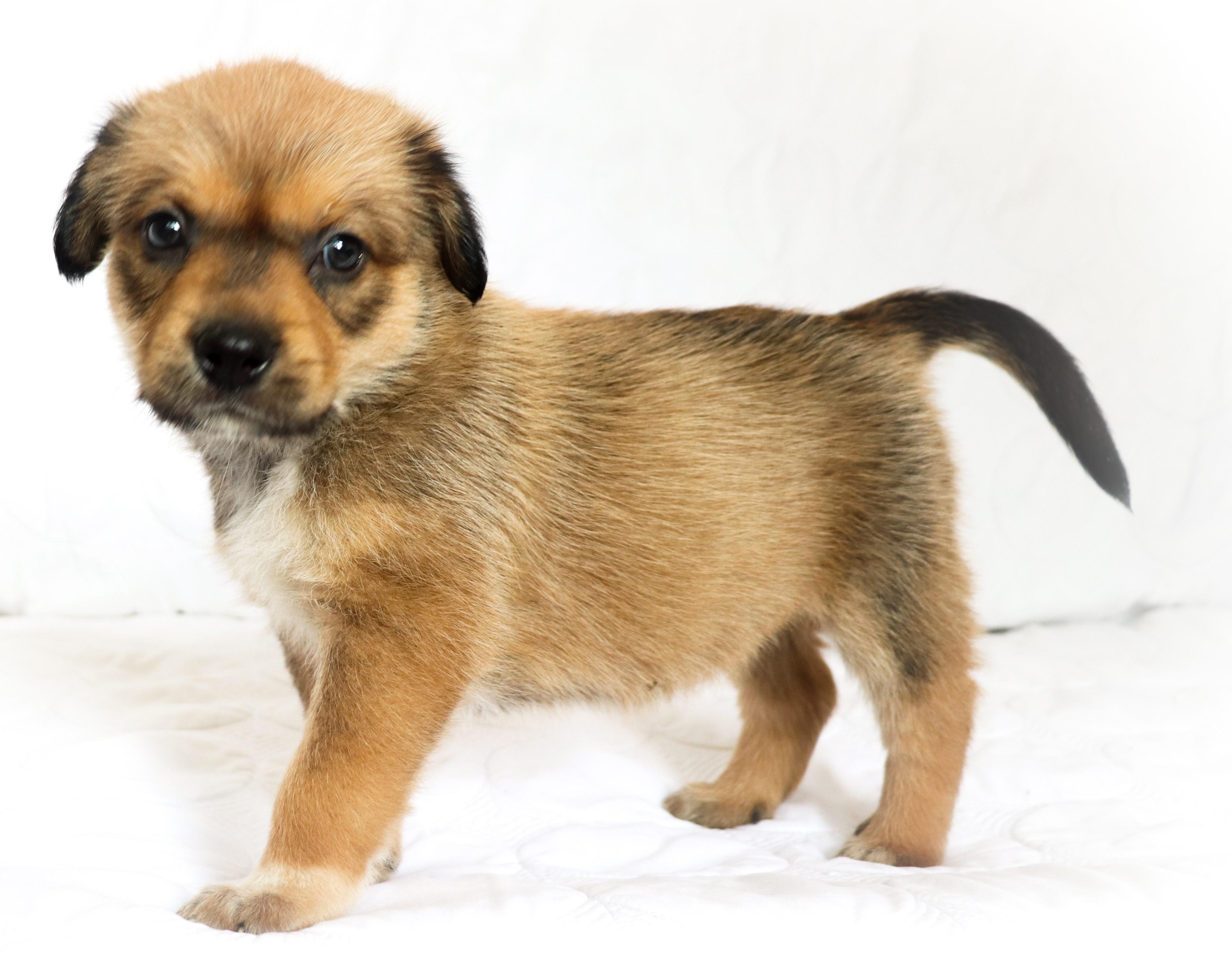 Enlarge Joan (Crawford), an adopted mixed breed in Saint Paul, MN image 2/6