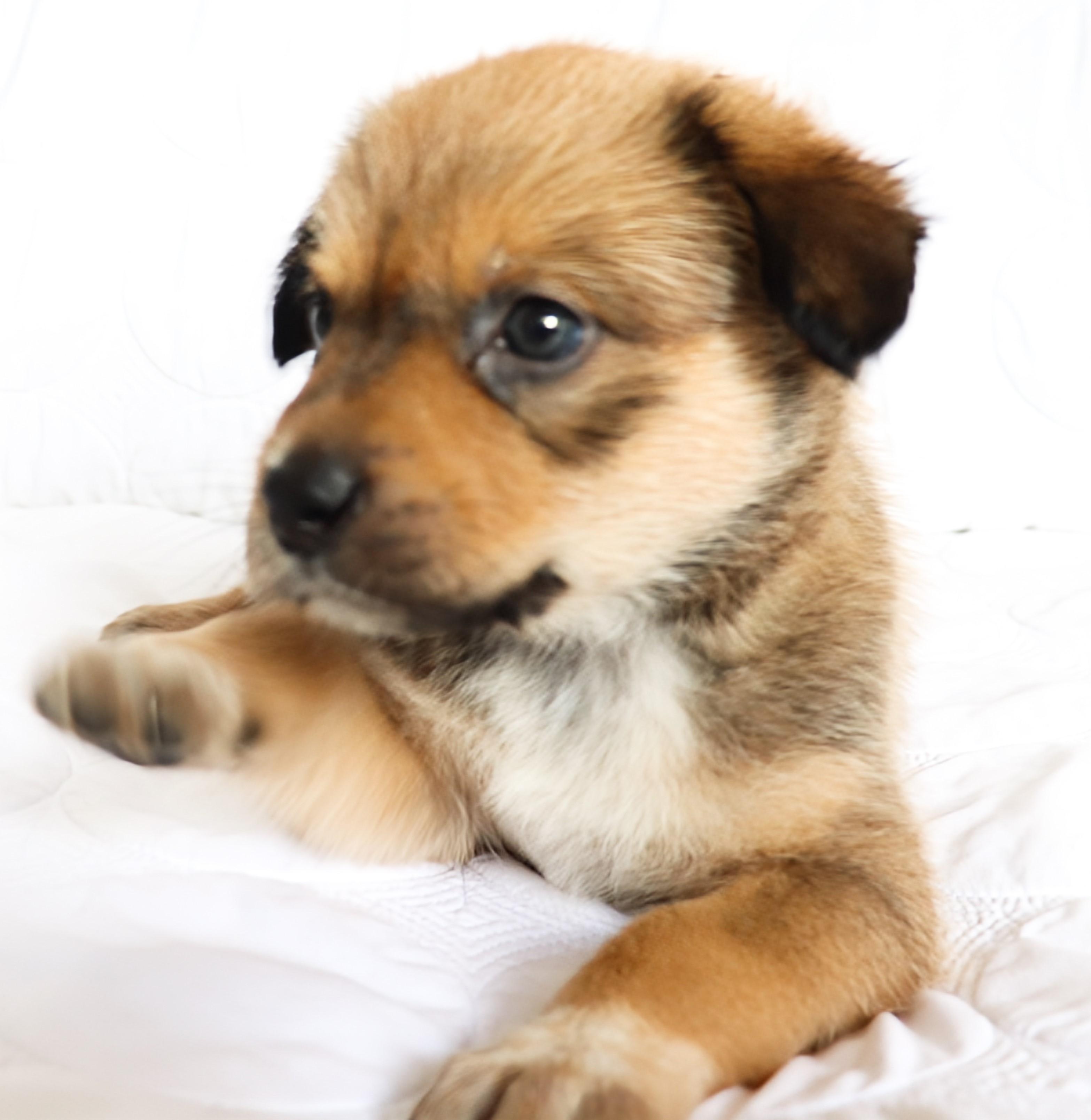 Enlarge Joan (Crawford), an adopted mixed breed in Saint Paul, MN image 3/6