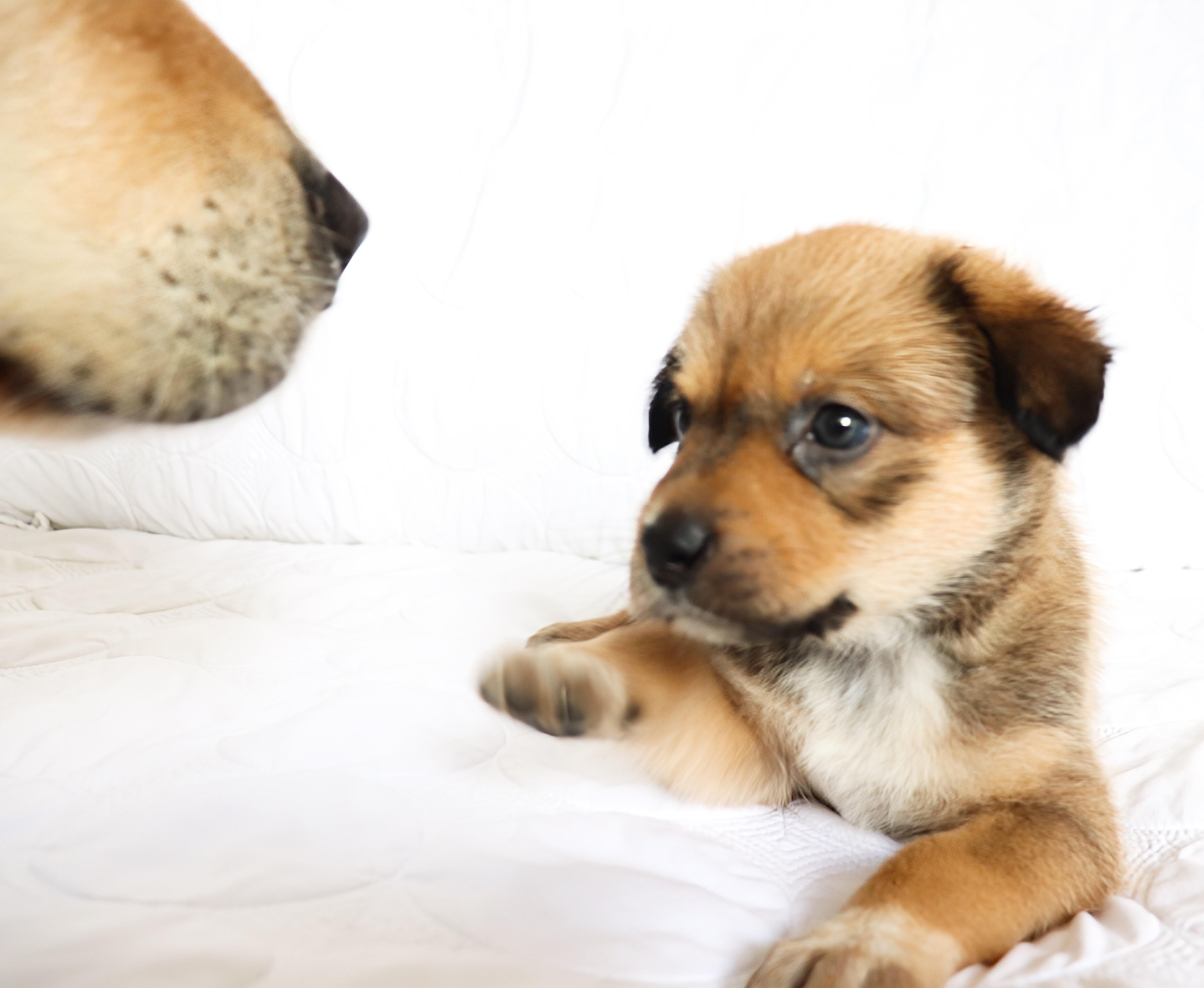 Joan (Crawford), adopted, Puppy Female German Shepherd Dog & Siberian Husky.