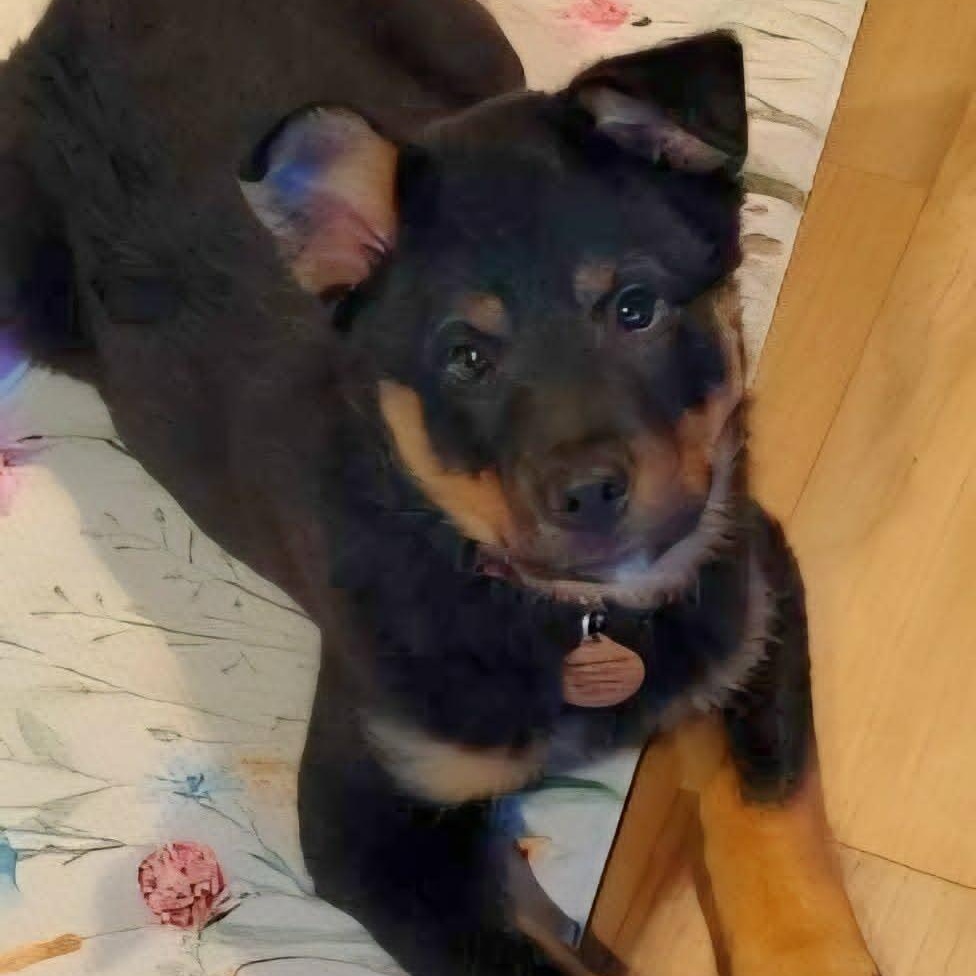 King, ADOPTABLE, Puppy Male Border Collie.