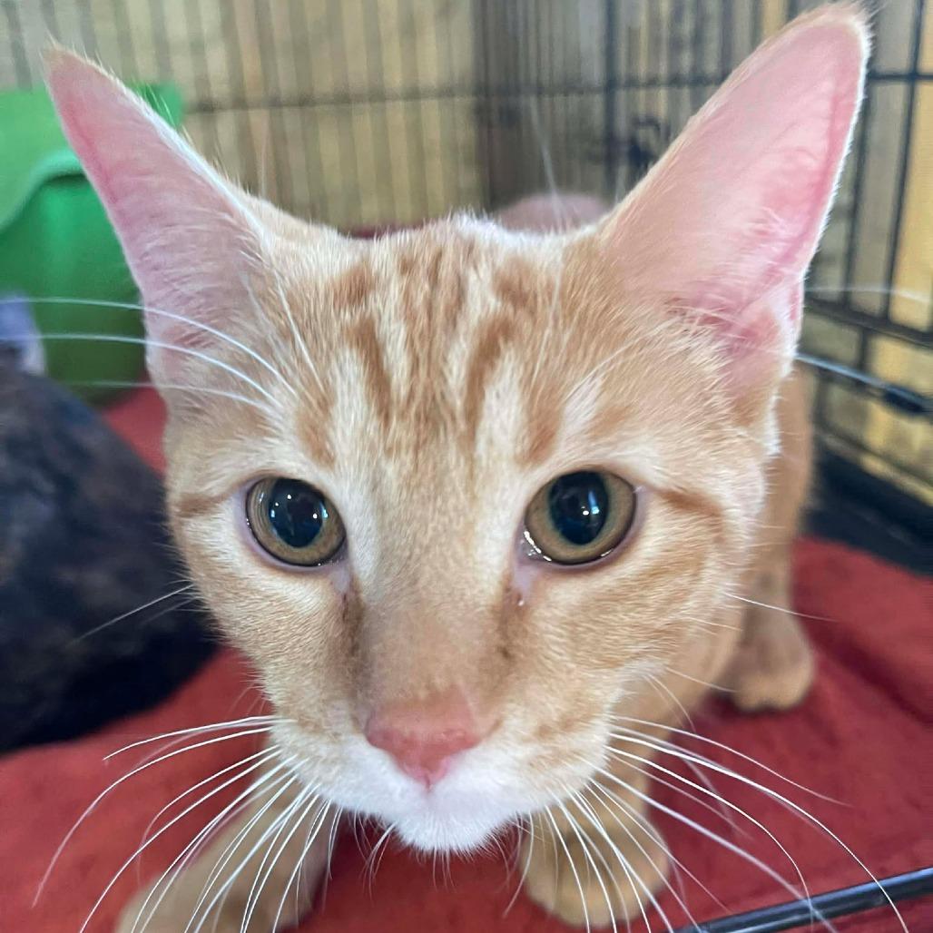 Blossom, Adoptable, Young Female Domestic Short Hair.