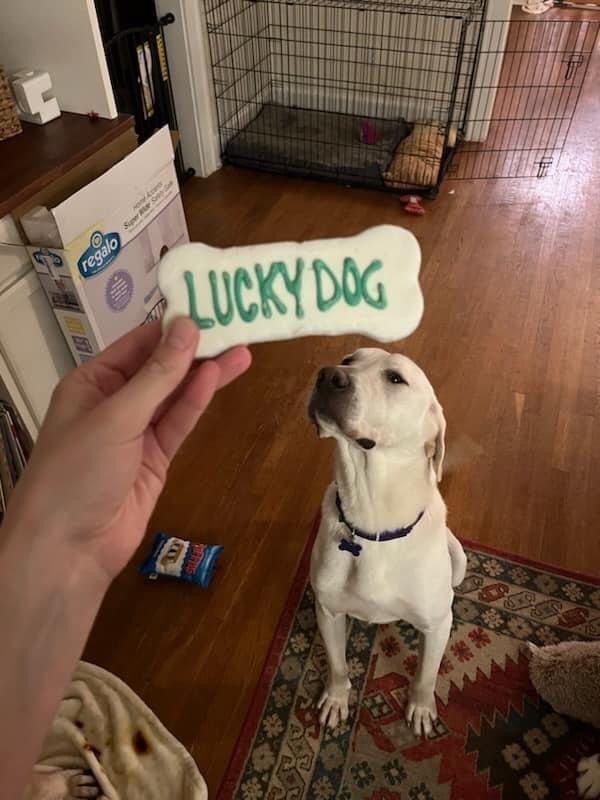 Enlarge Potbelly, a Adopted Labrador Retriever in Fairhaven, MA image 1/6