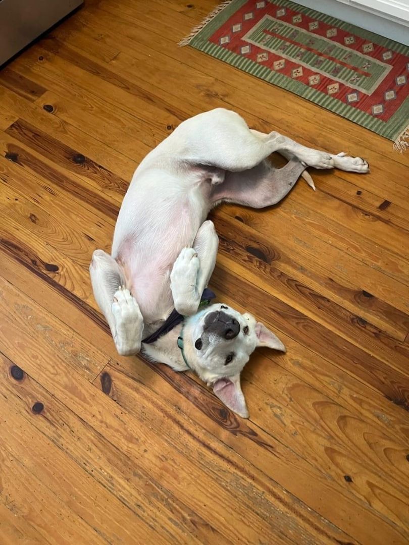 Enlarge Potbelly, a Adopted Labrador Retriever in Fairhaven, MA image 2/6