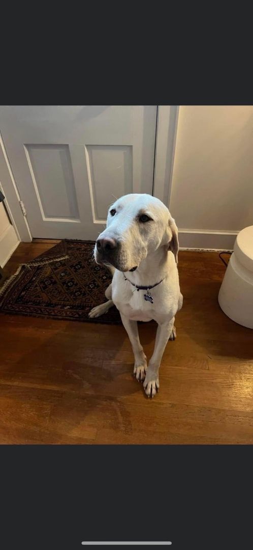 Enlarge Potbelly, a Adopted Labrador Retriever in Fairhaven, MA image 3/6