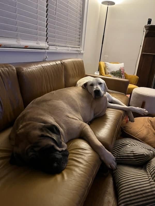 Enlarge Potbelly, a Adopted Labrador Retriever in Fairhaven, MA image 5/6