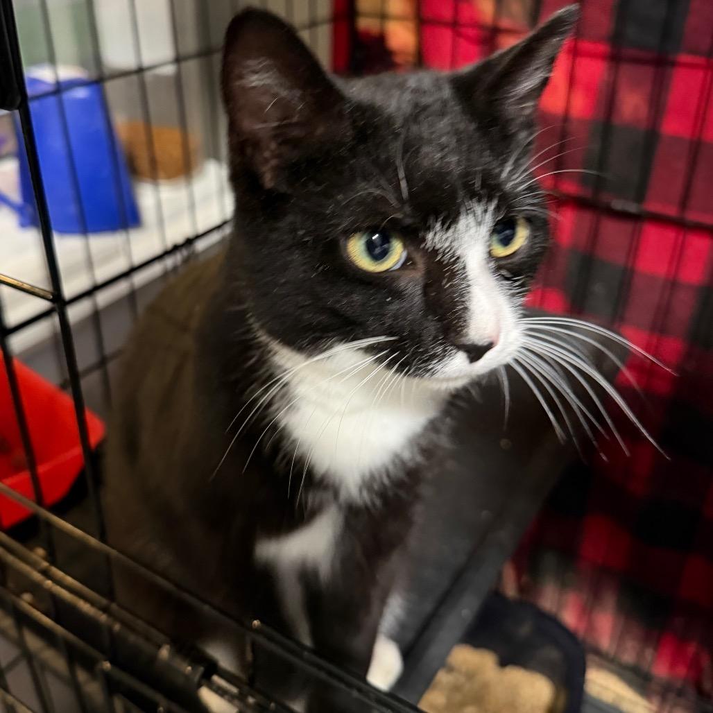 Gund, Adoptable, Young Male Domestic Short Hair.