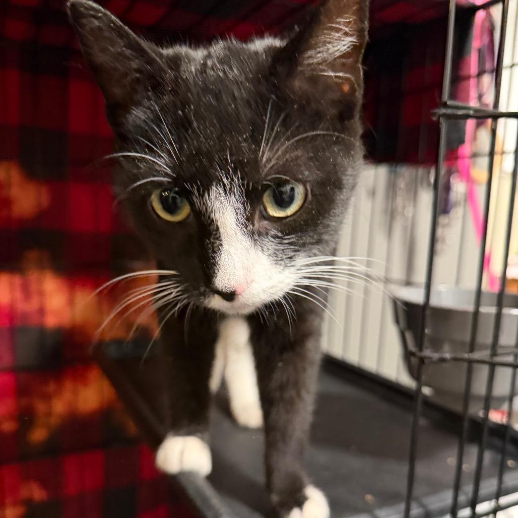 Enlarge Gund, a Adoptable Domestic Short Hair in Fredericksburg, VA image 2/2