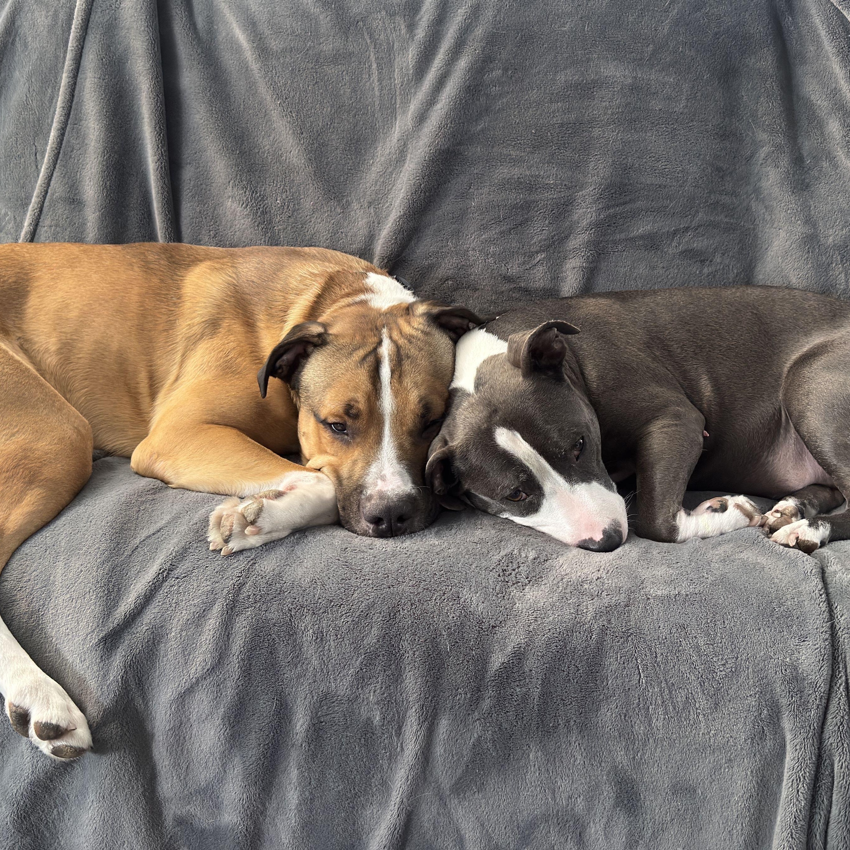 Lambert, a Adoptable Pit Bull Terrier in Chicago, IL image 6/6