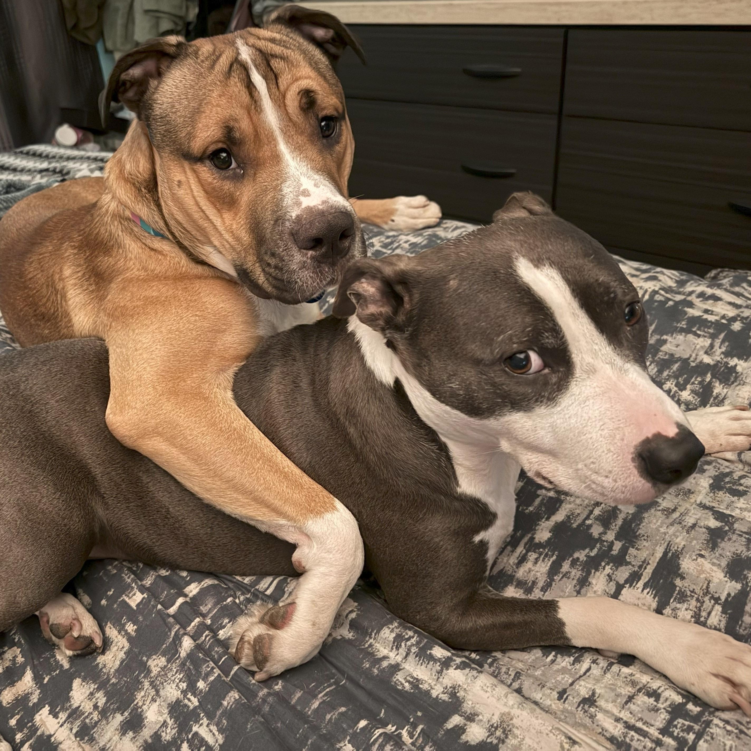 Lambert, a Adoptable Pit Bull Terrier in Chicago, IL image 4/6