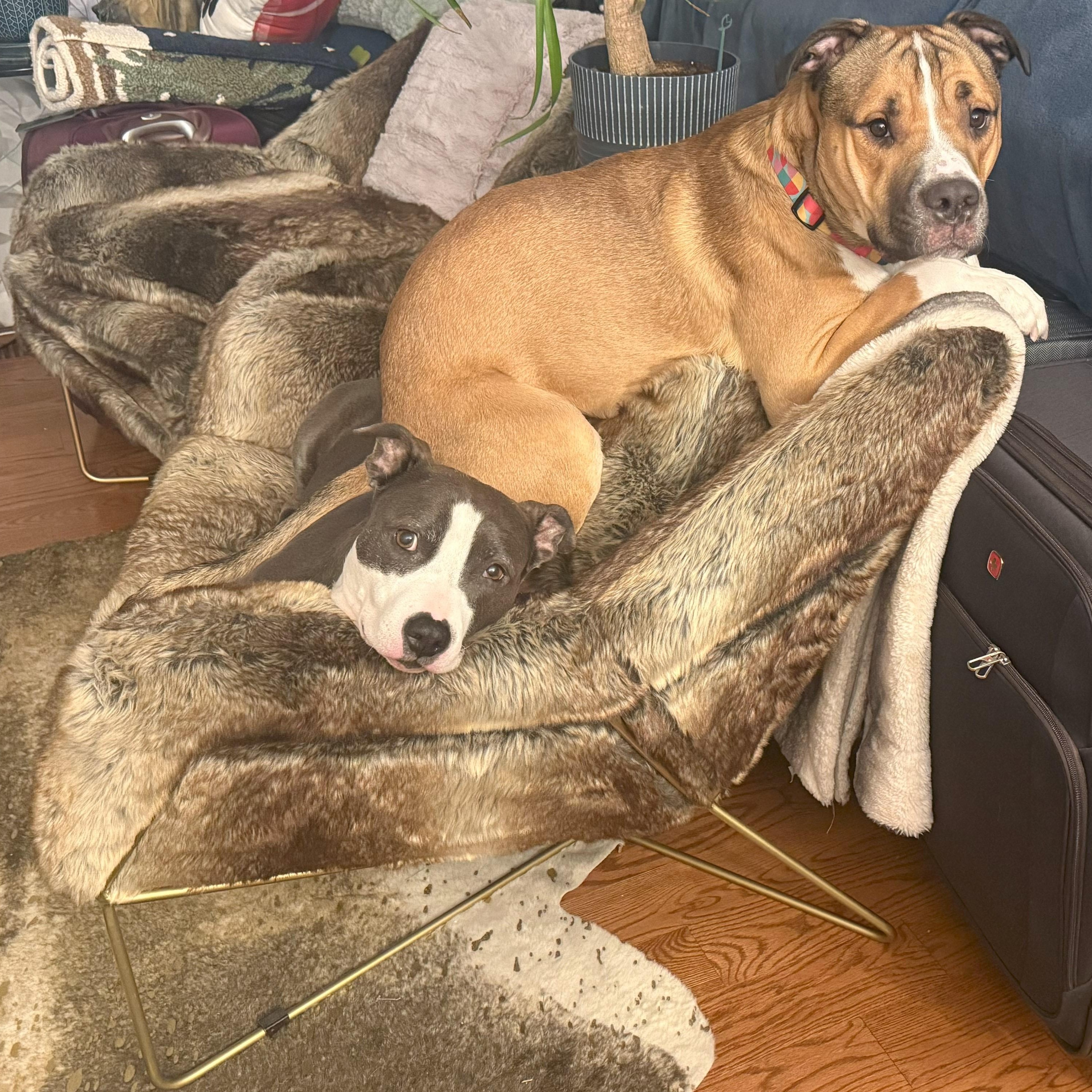 Lambert, a Adoptable Pit Bull Terrier in Chicago, IL image 2/6