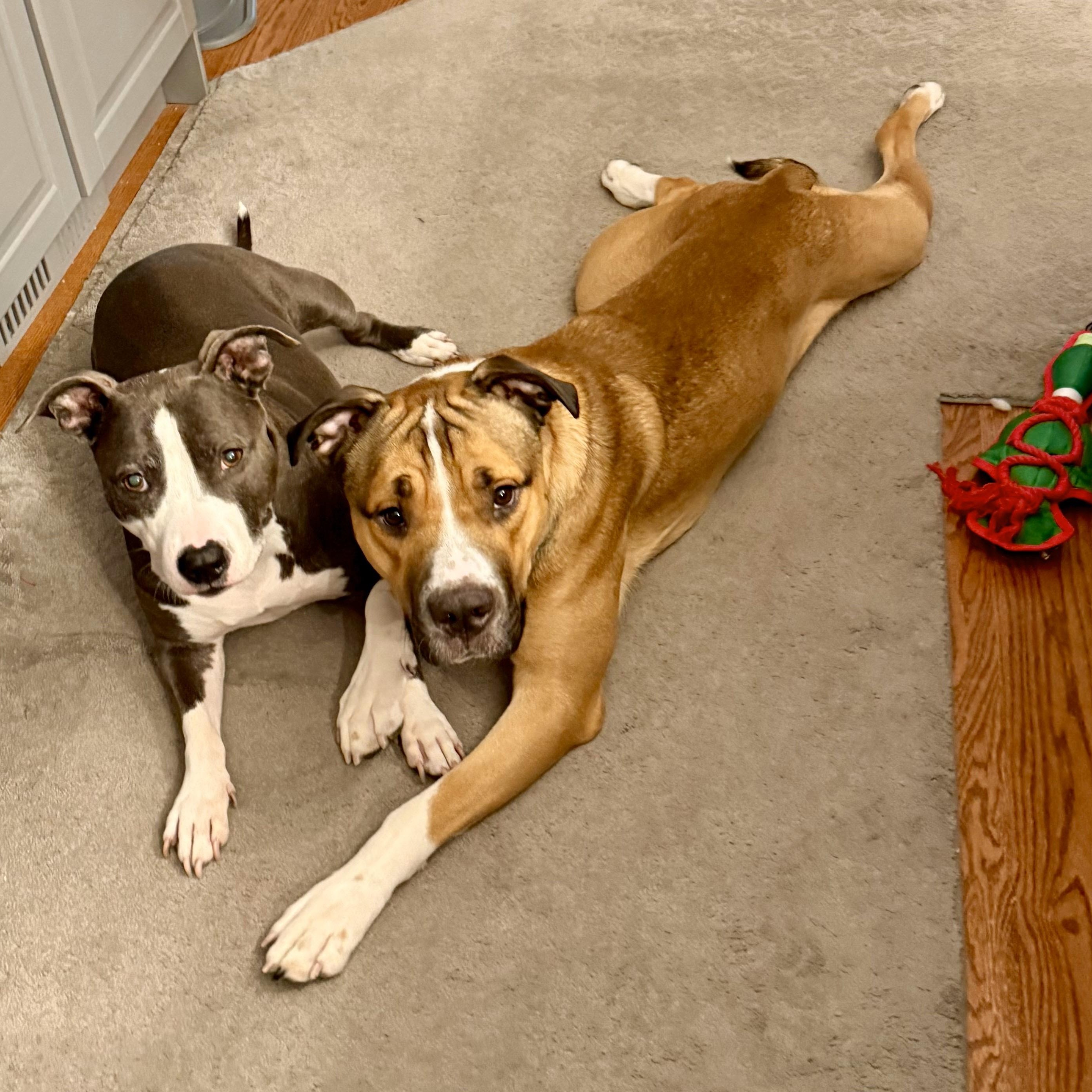 Lambert, a Adoptable Pit Bull Terrier in Chicago, IL image 5/6