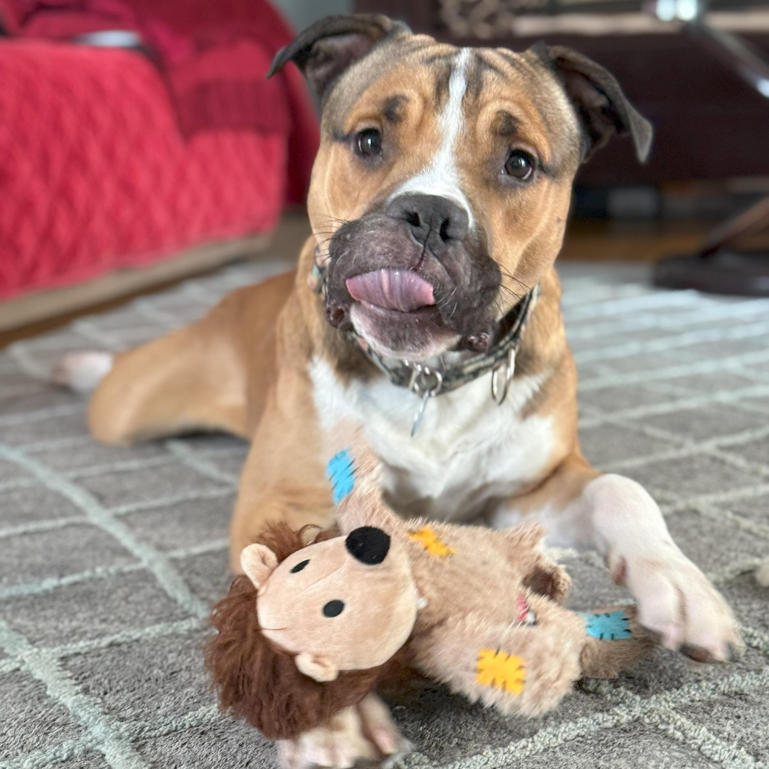 Lambert, Adoptable, Adult Male Pit Bull Terrier.