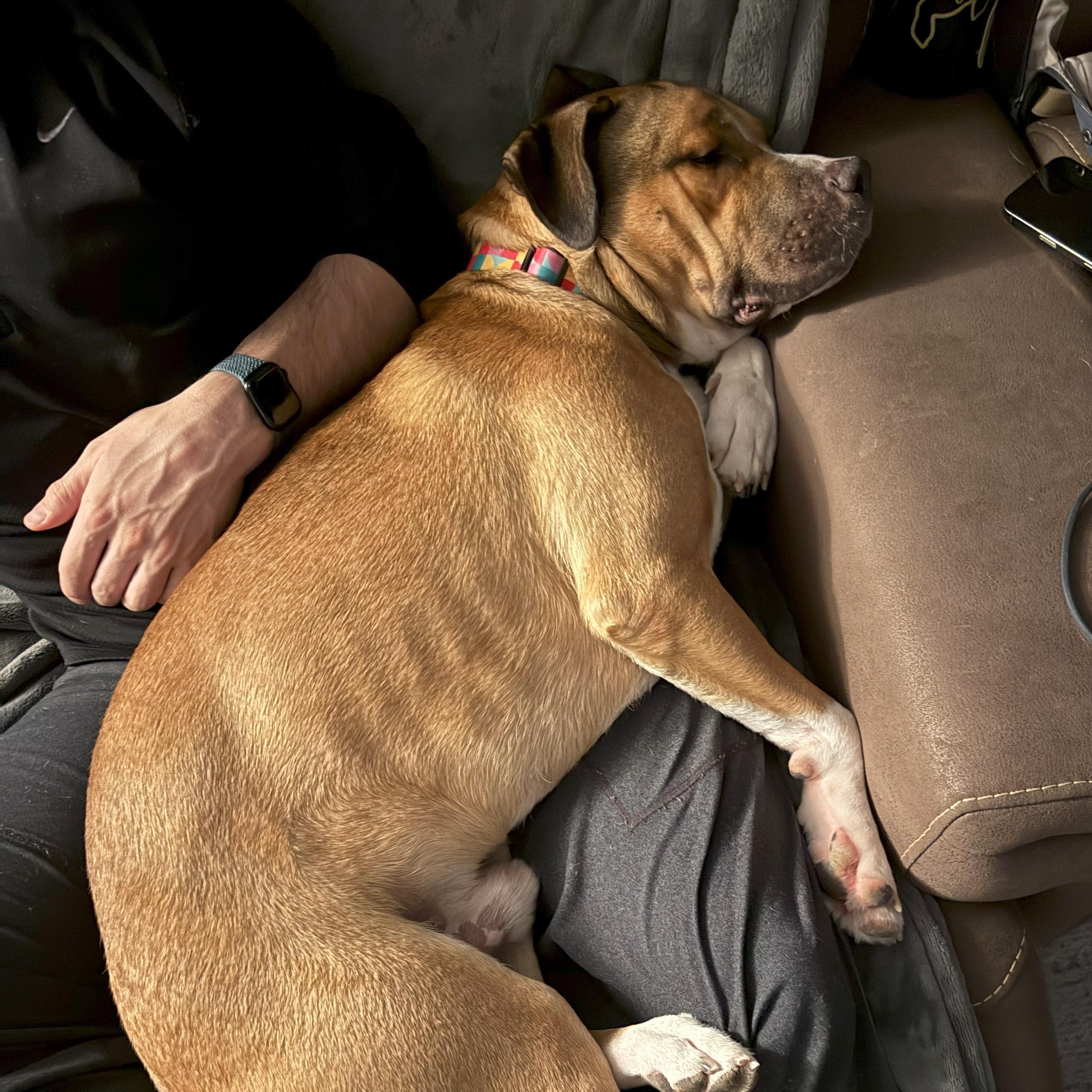Lambert, a Adoptable Pit Bull Terrier in Chicago, IL image 3/6