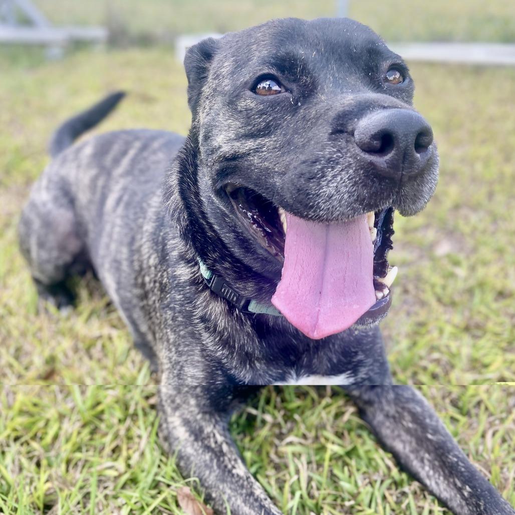 Gibby, Adoptable, Adult Male Pit Bull Terrier.