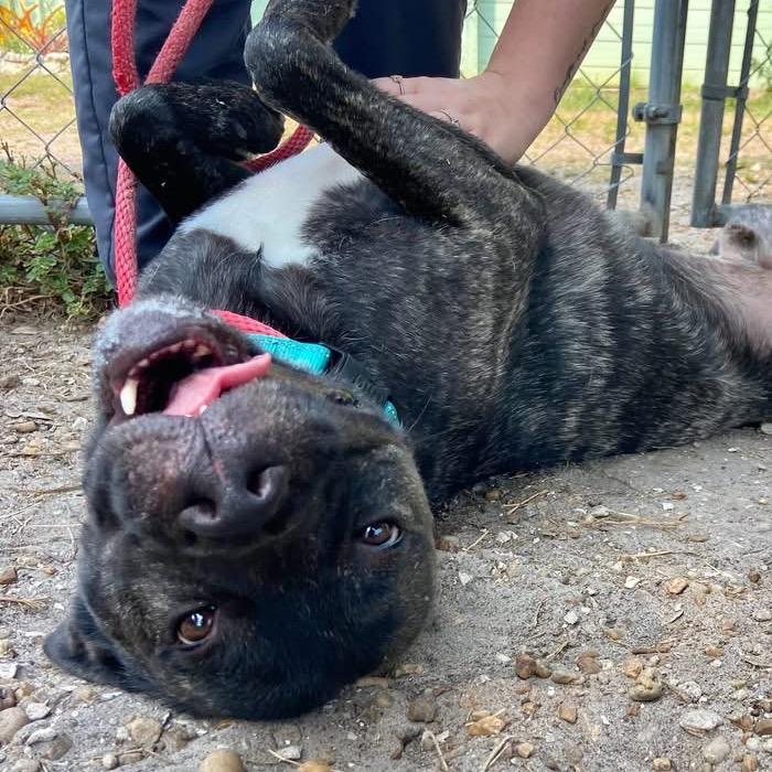 Gibby, a Adoptable Pit Bull Terrier in Sarasota, FL image 2/5