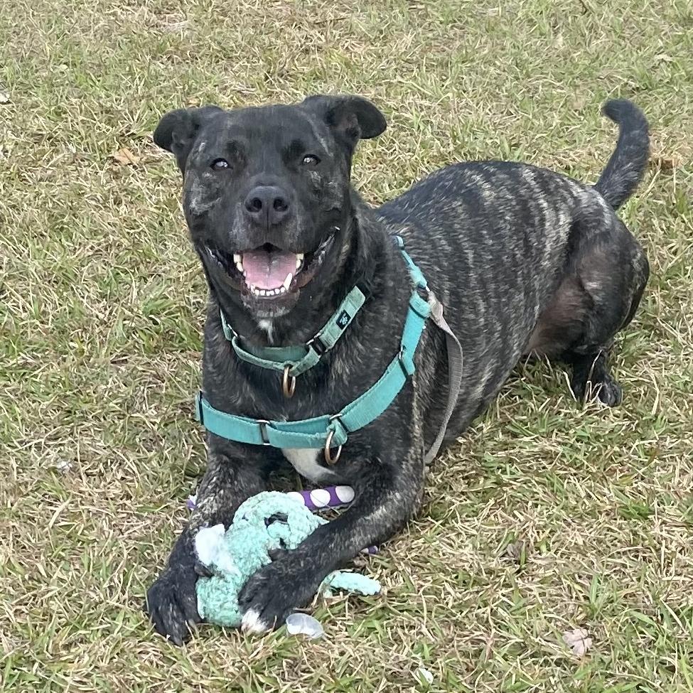 Gibby, a Adoptable Pit Bull Terrier in Sarasota, FL image 3/5